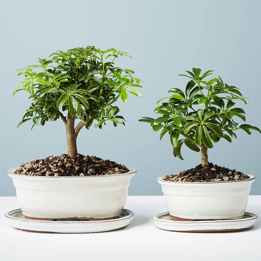 Hawaiian Umbrella Tree Bonsai